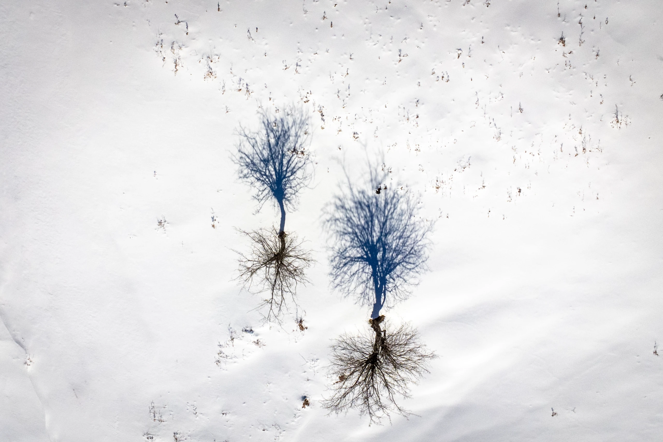 An aerial view of two bare trees casting long blue shadows on a vast snow-covered field during winter. Photograph by Mohammad Ataei.