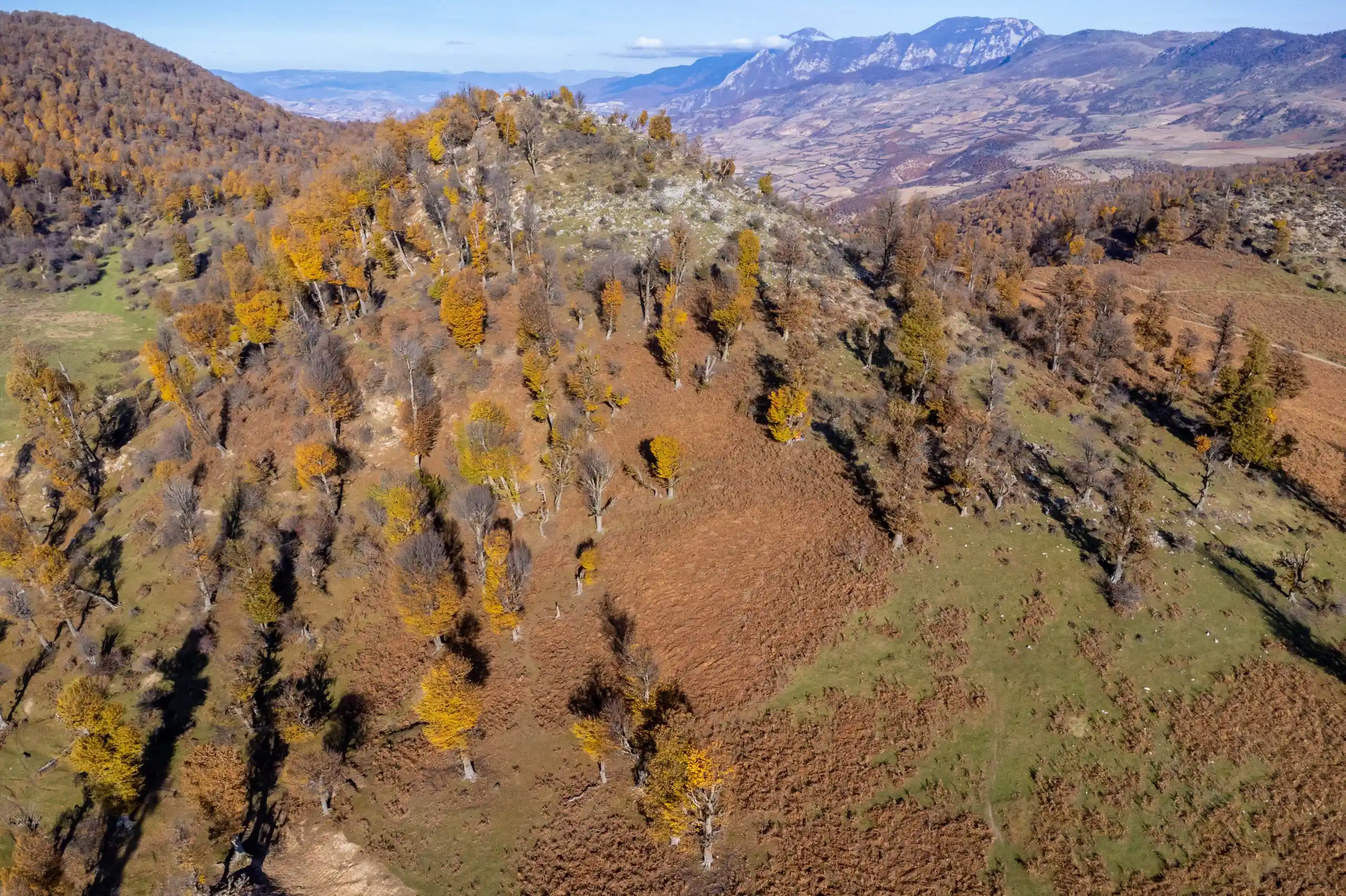Aerial view of rolling hills and sparse trees with autumn foliage under a clear sky in Markouh Plain, Iran. Photograph by Mohammad Ataei.