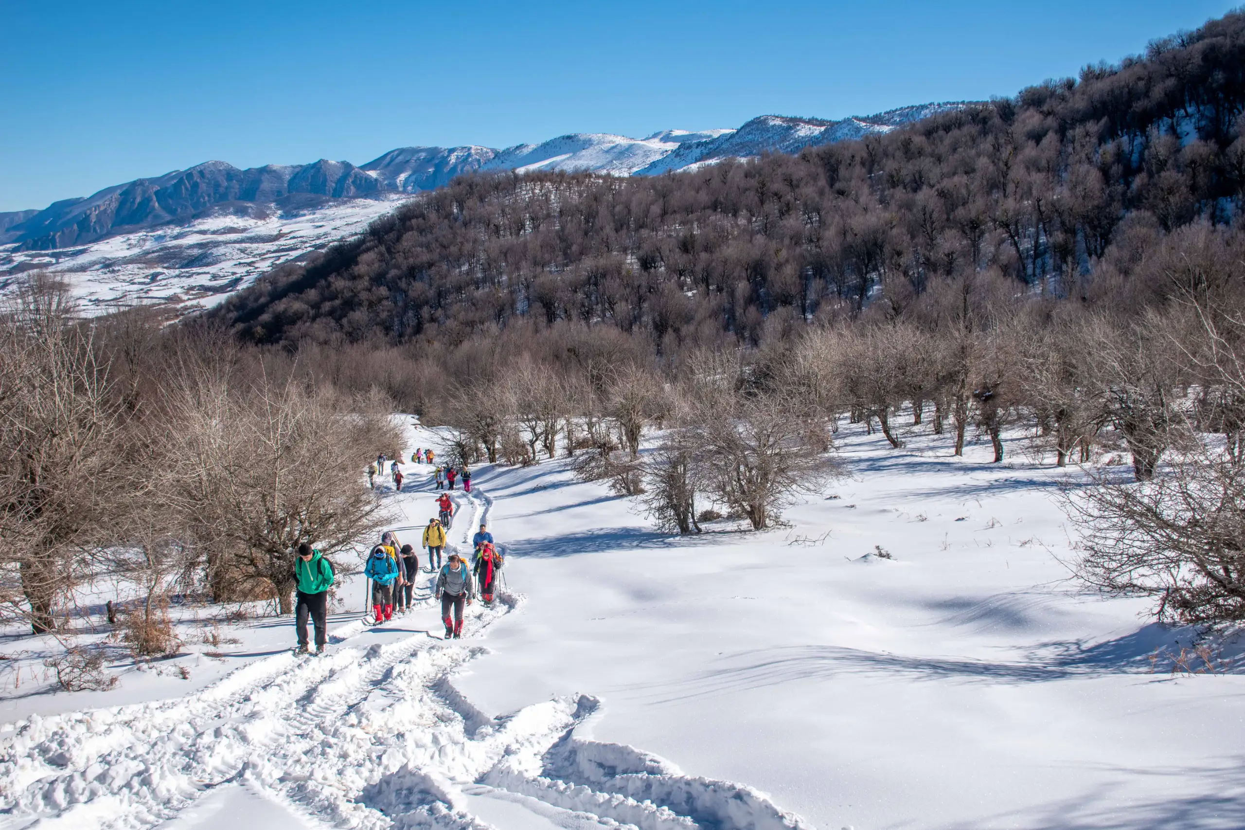 A group of hikers wearing colorful winter gear walk along a snow-covered trail through a winter landscape in the Markouh Plain, with bare trees and snowy mountains in the background under a clear blue sky. Photograph by Mohammad Ataei.