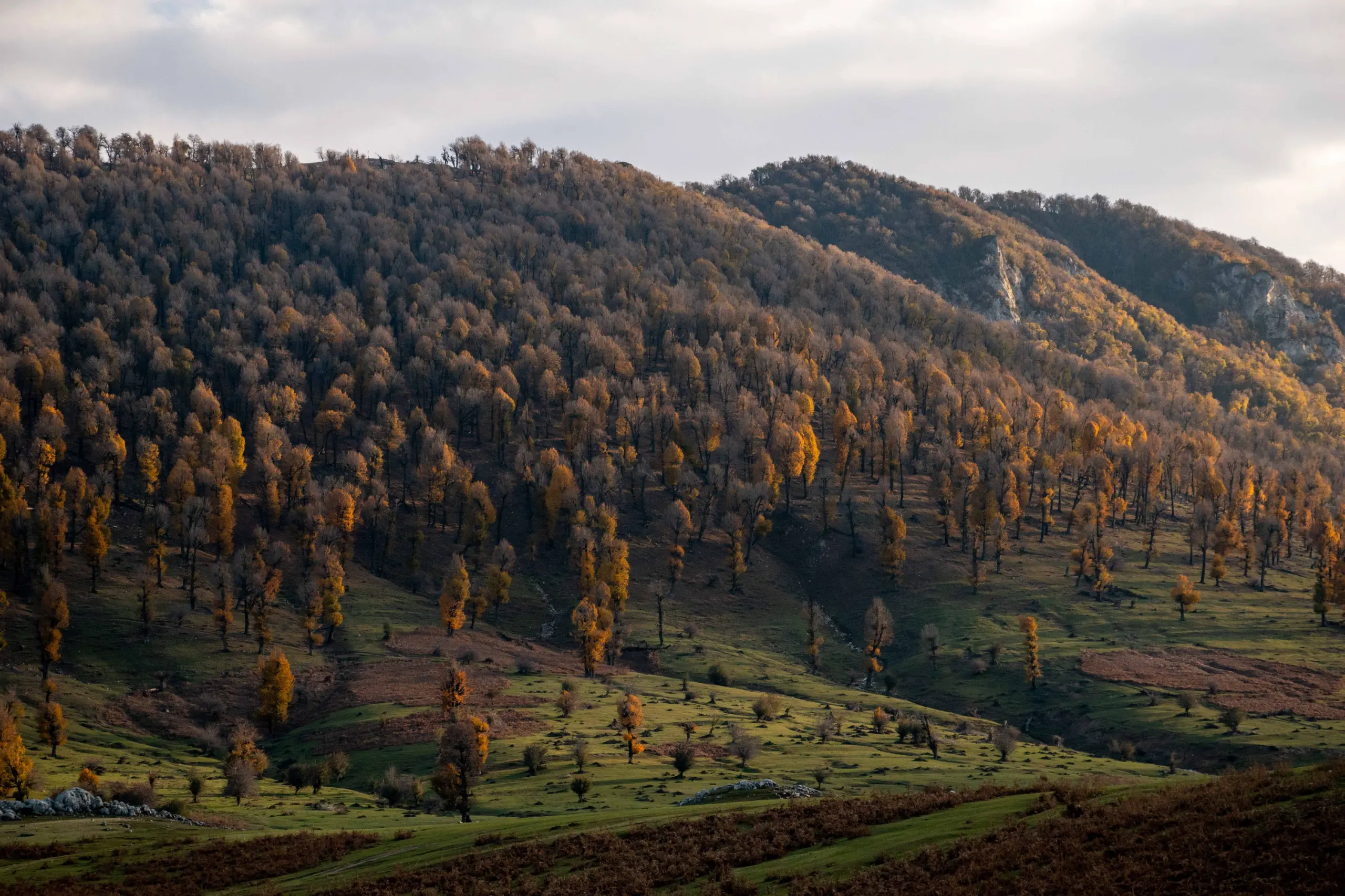 A wide-angle landscape shot of rolling green hills covered in sparse trees with autumn foliage under an overcast sky in Markouh Plain, Golestan Province. Photograph by Mohammad Ataei.