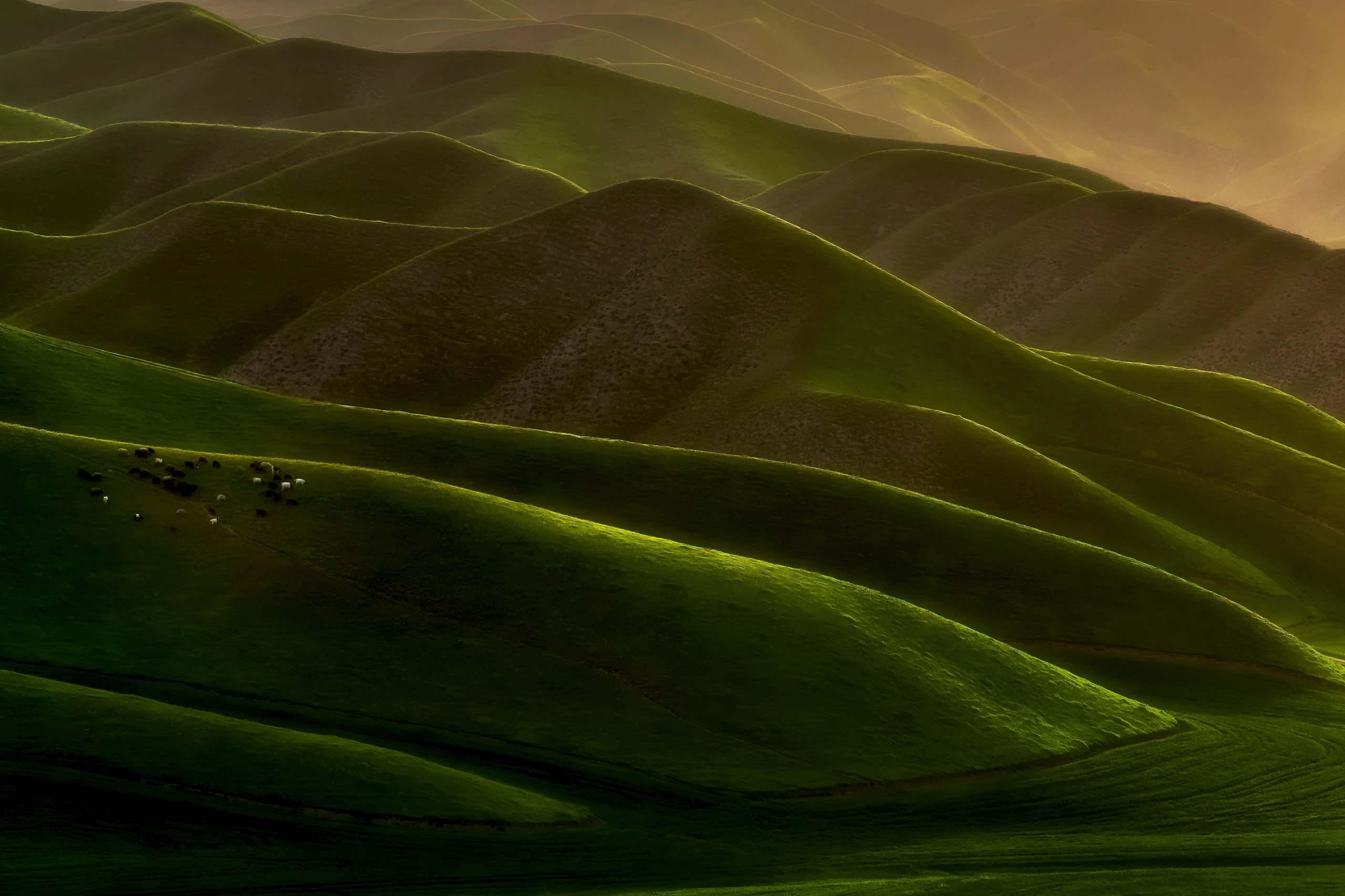 An aerial or elevated view of undulating green rolling hills under the warm glow of sunset, with a small group of grazing animals visible on a slope. Photograph by Mohammad Ataei.