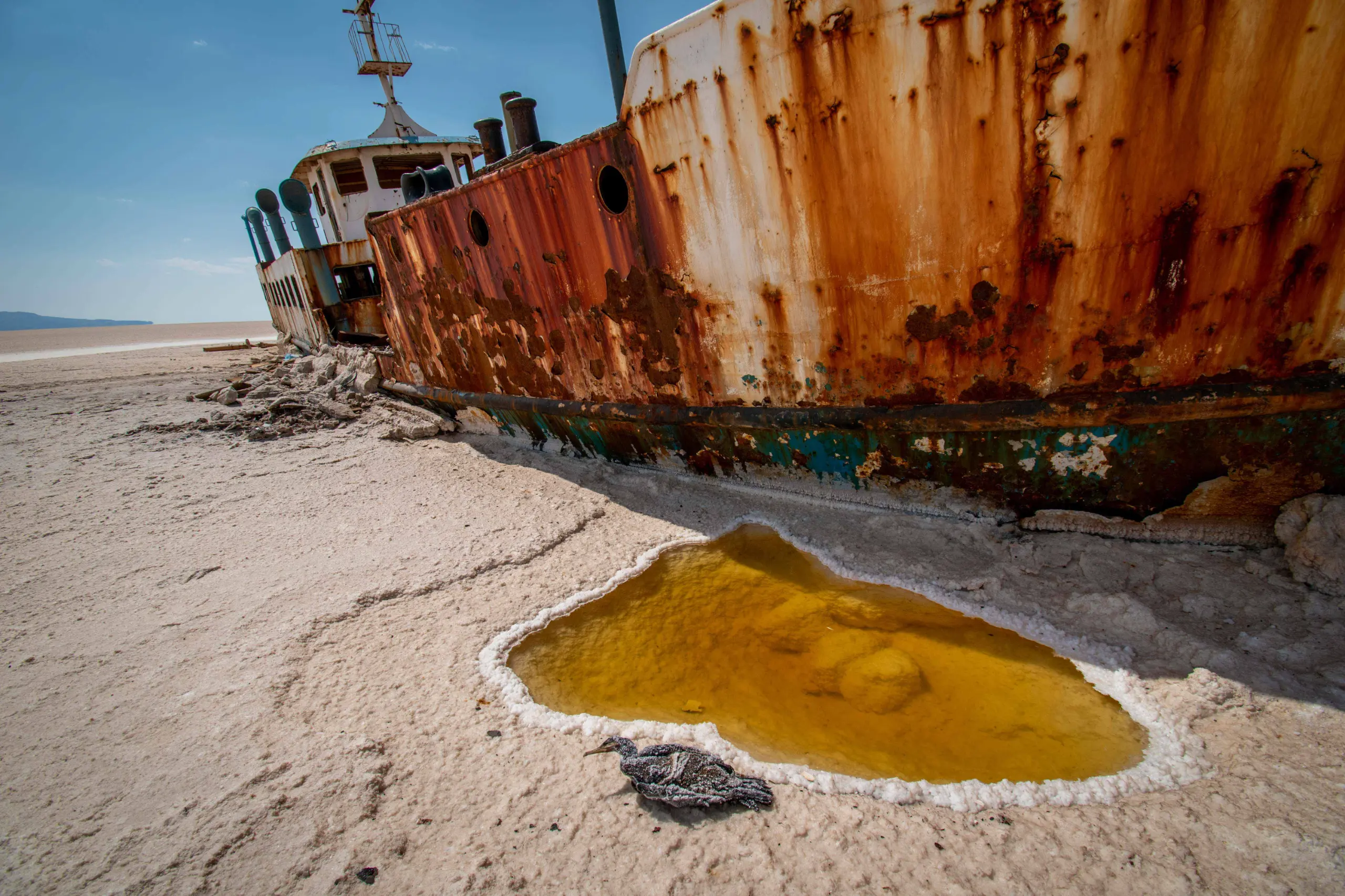 A close-up view of the rusted Artemis shipwreck resting on the salt-covered shore of Lake Urmia, with a saline pool and a dead migratory bird in the foreground under a clear sky. Photograph by Mohammad Ataei.