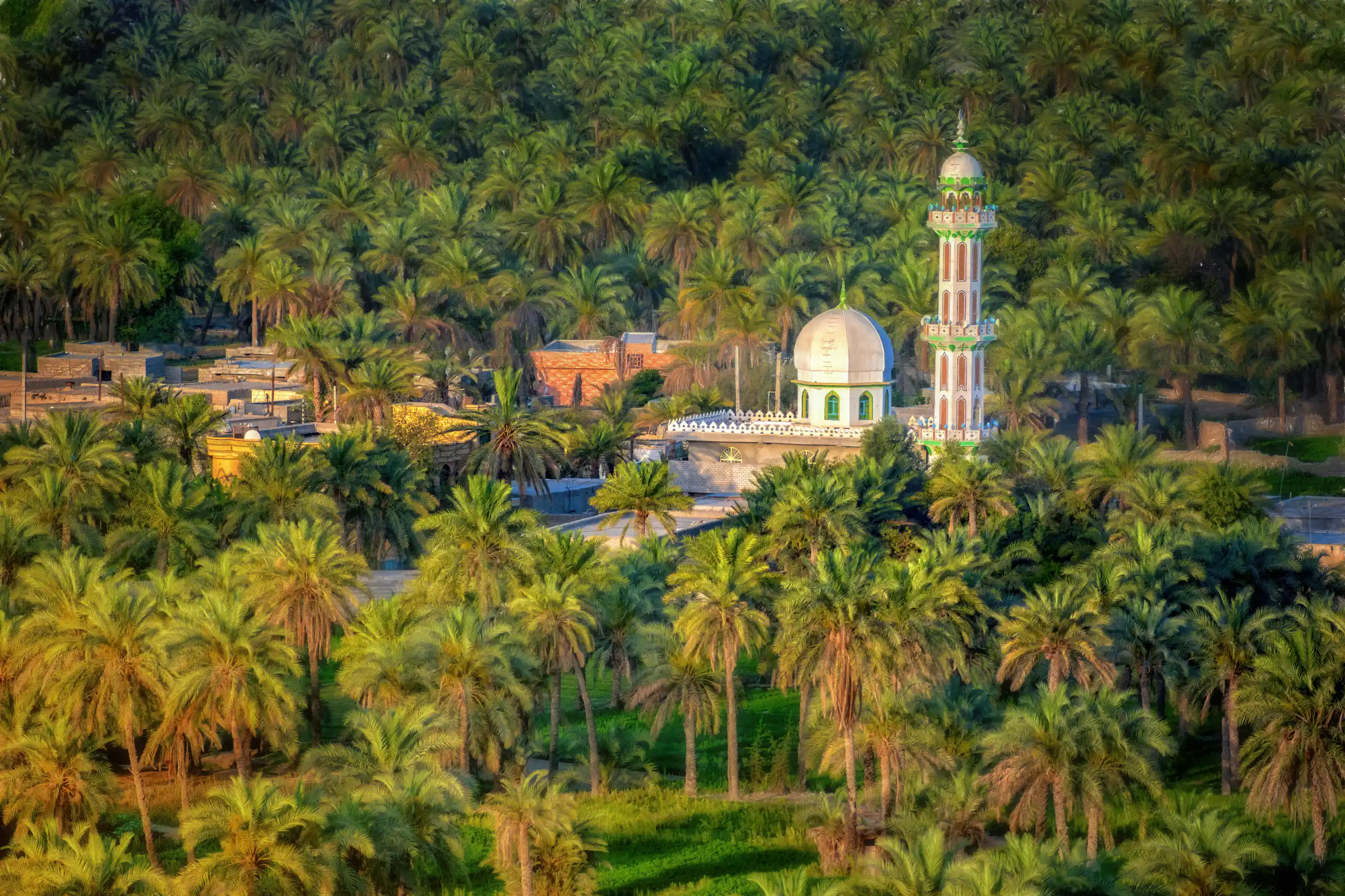 An aerial view captures a white mosque with a single ornate minaret, surrounded by a dense, verdant palm oasis in Qasr-e Qand. Photograph by Mohammad Ataei.