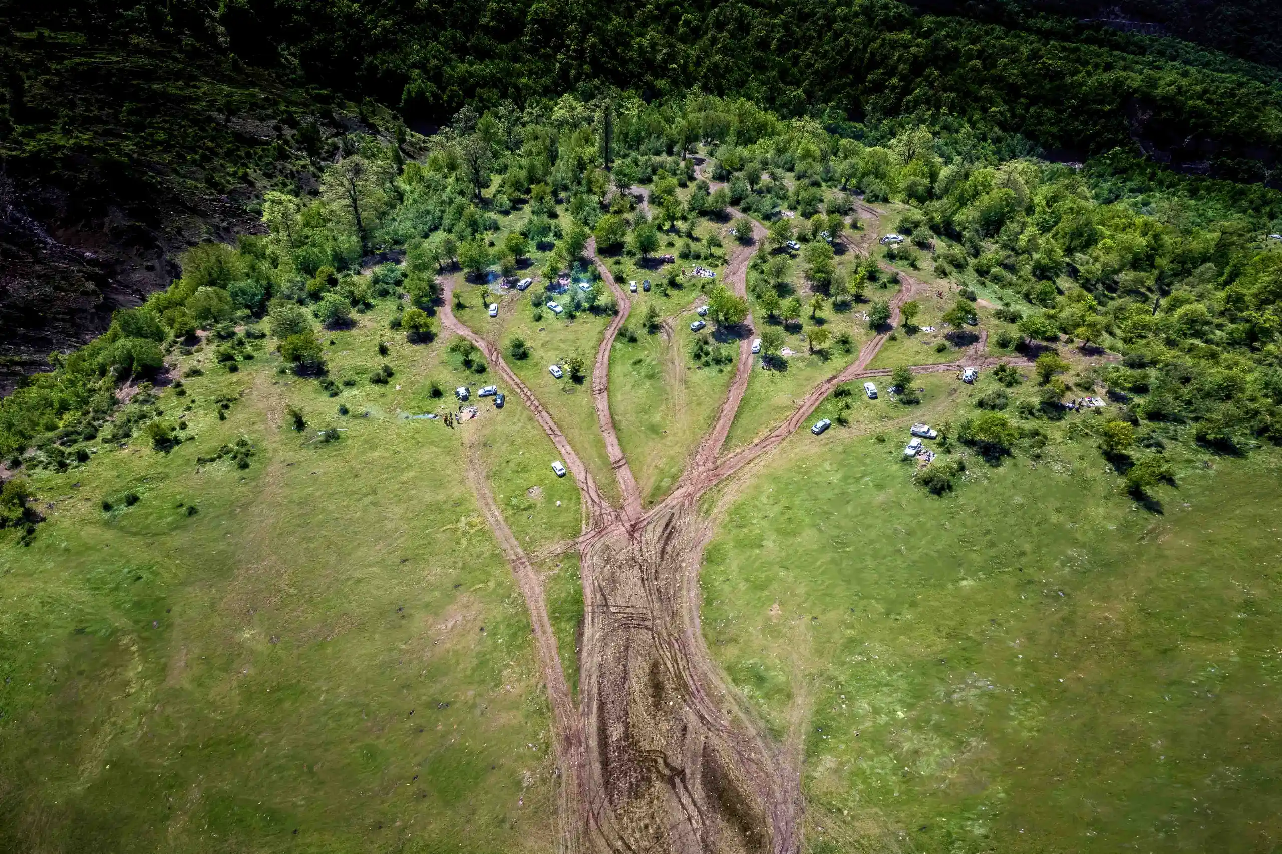 An aerial drone view showing dirt tracks branching out across a green meadow and forest, creating a shape reminiscent of a tree. Photograph by Mohammad Ataei.
